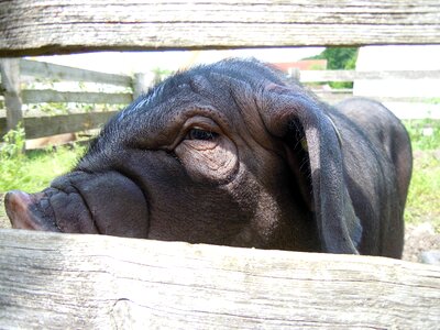 Close up livestock pig