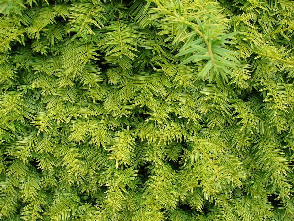Flora herb green