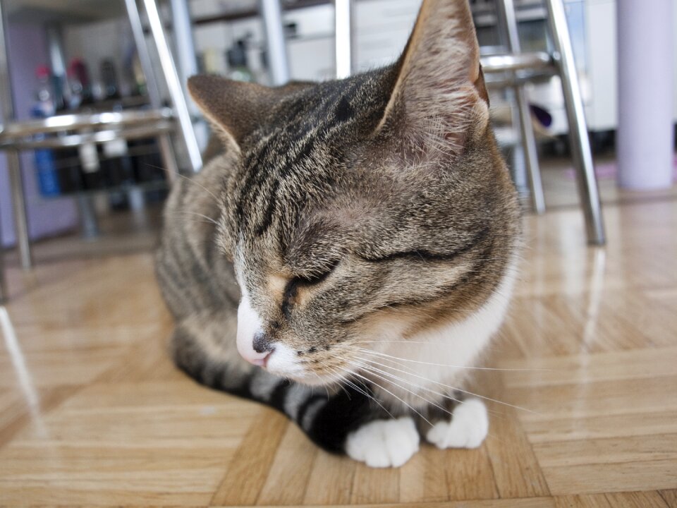Cat face head young cat