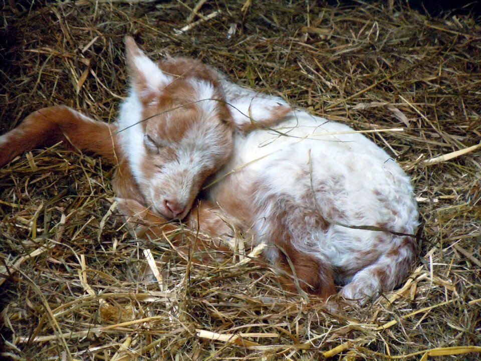 Lamb animal child Free photos