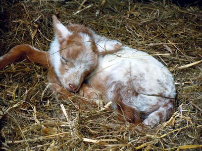 Lamb animal child Free photos photo