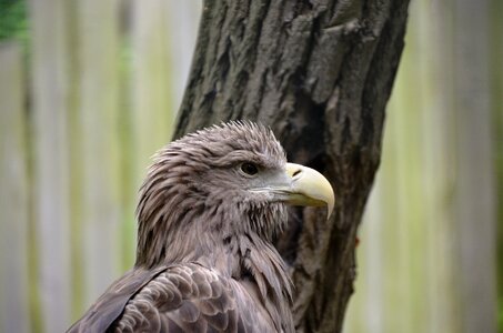 Adler animal bird photo