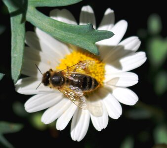 Pollen nectar margarithe photo