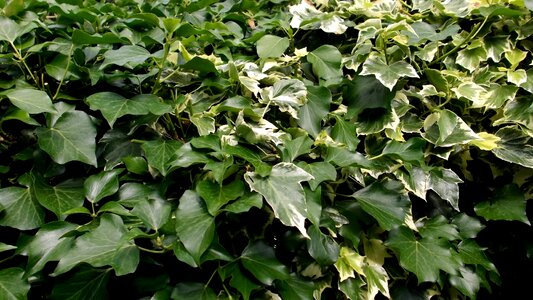 Hedge nature plant