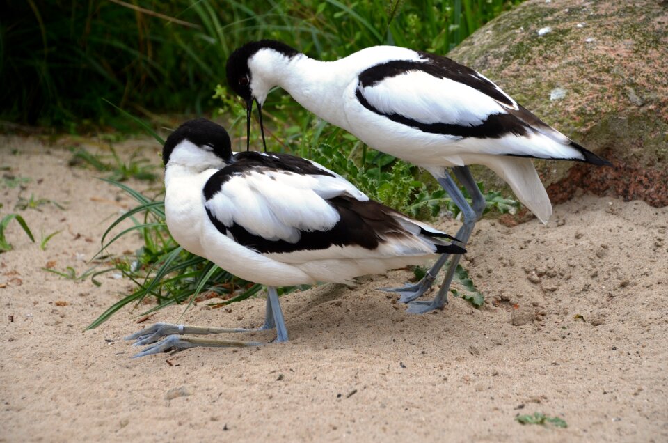 Recurvirostra avosetta recurvirostridae black and white