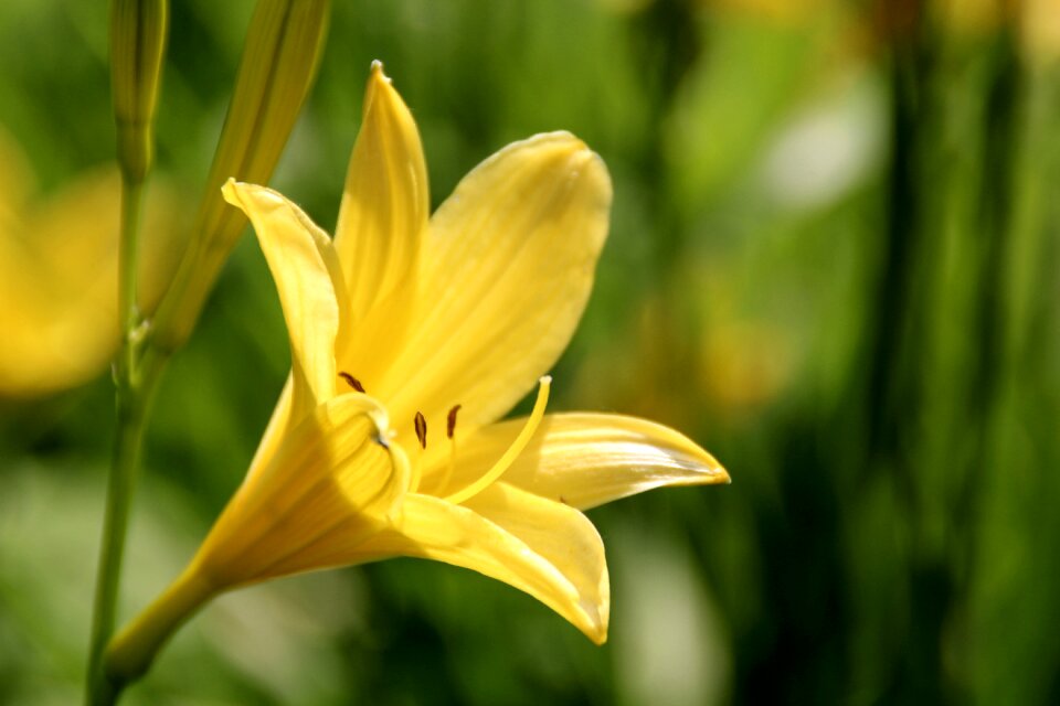 Blossomed bloom flower