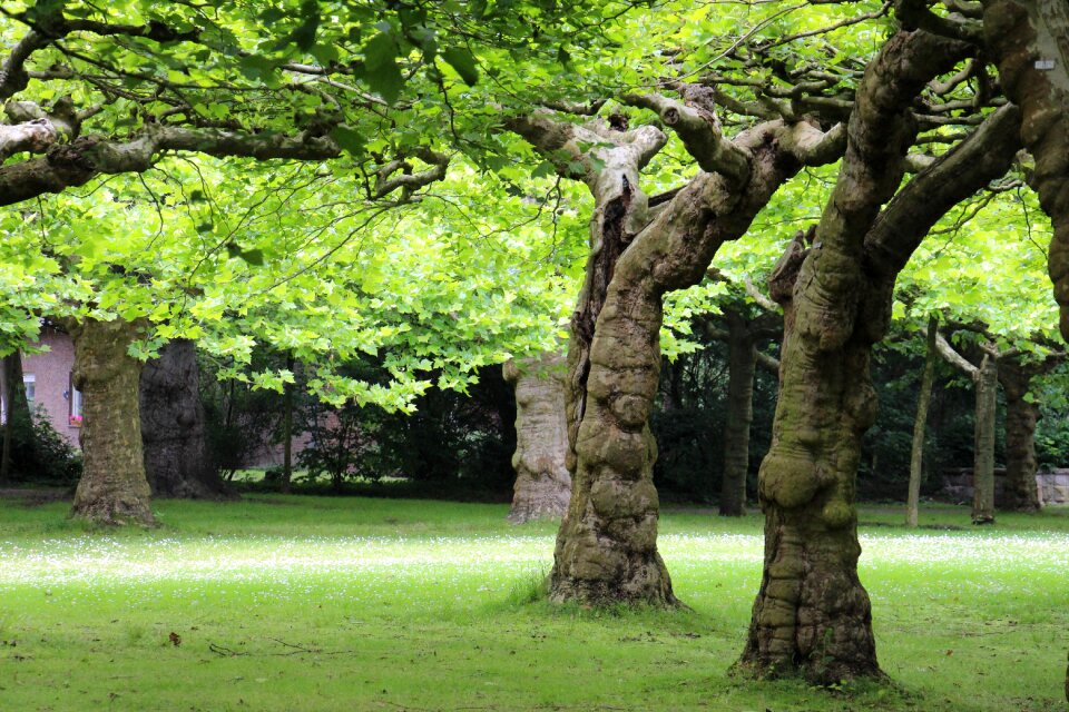 Bark aesthetic nature