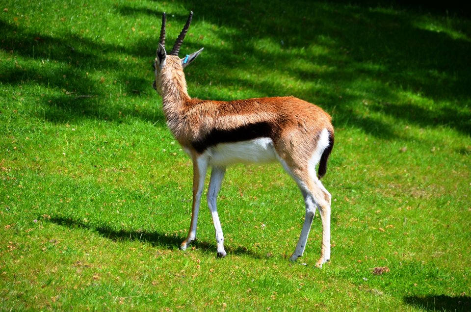 Animal zoo horned