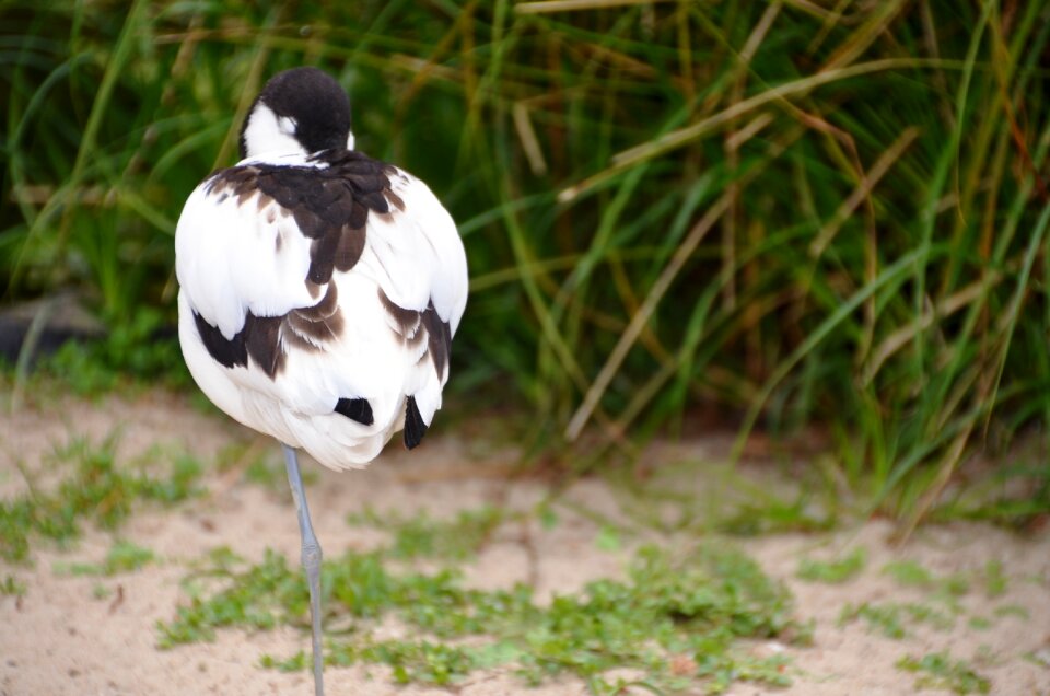 Recurvirostra avosetta recurvirostridae black and white