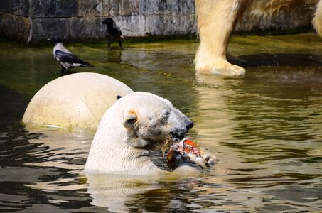 Ursus maritimus predator kind bear