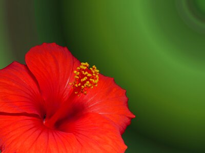 Bloom flower plant