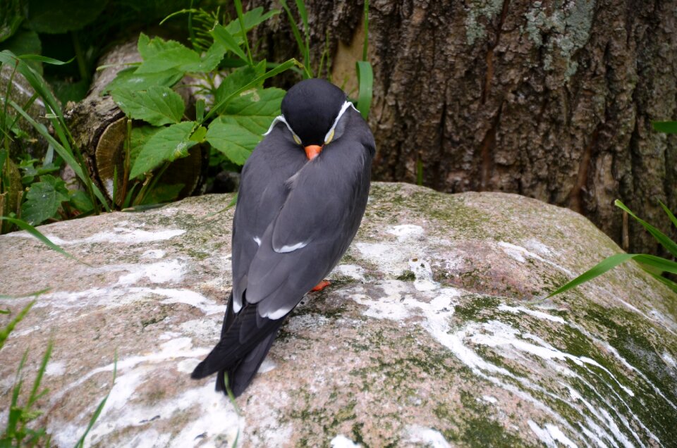 Larosterna bird animal