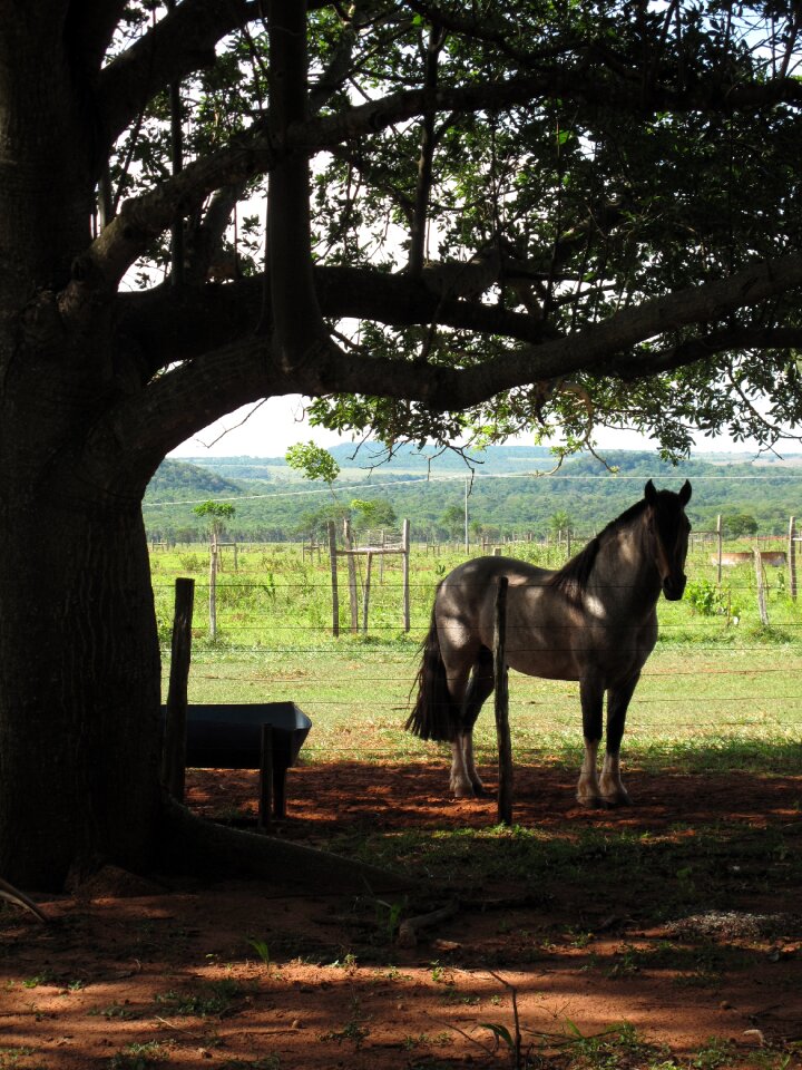 Countryside country
