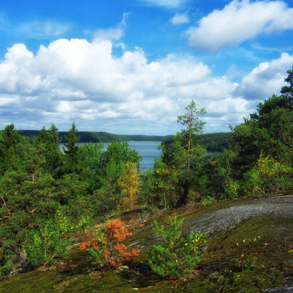 Landscape scenic forest