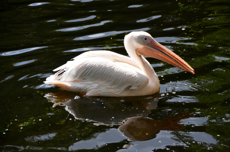 Pelikan animal bird
