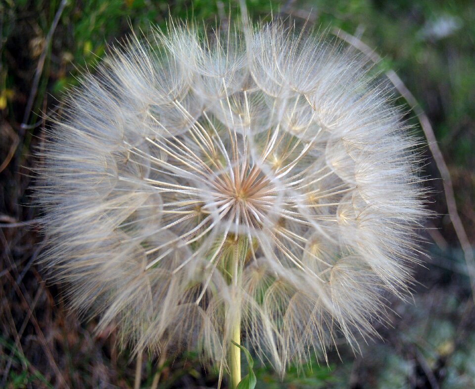 White plant foreground