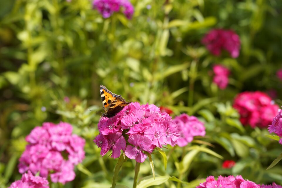 Butterfly little fox insect photo