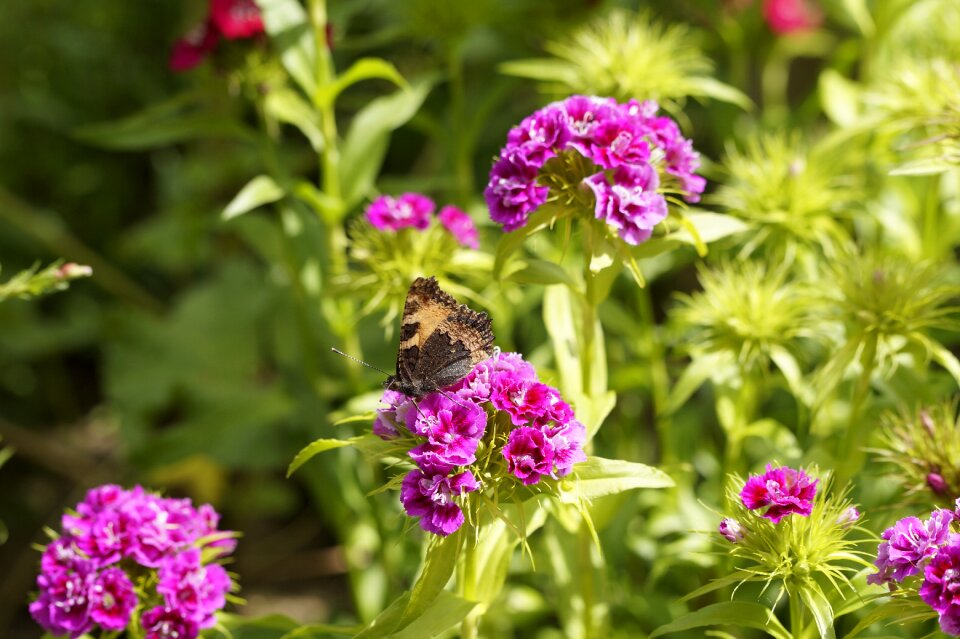 Butterfly little fox insect photo