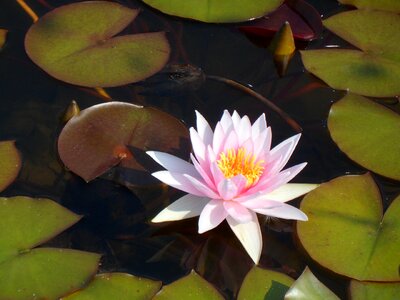 Aquatic plant blossom bloom photo