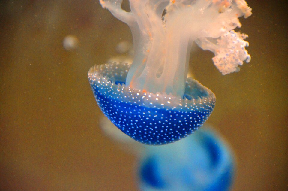 Animal water aquarium