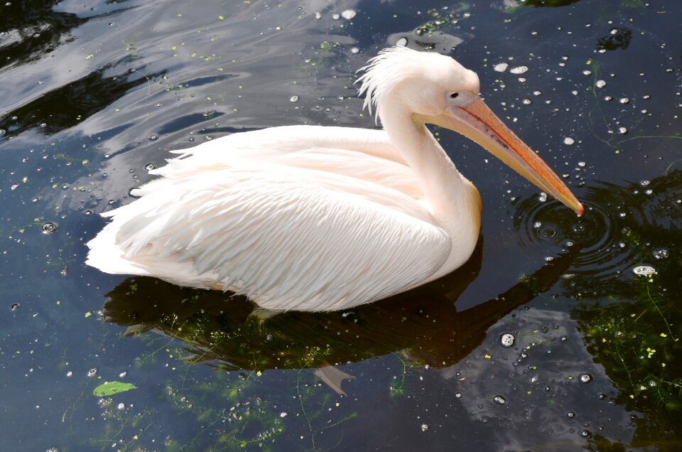 Pelikan animal bird