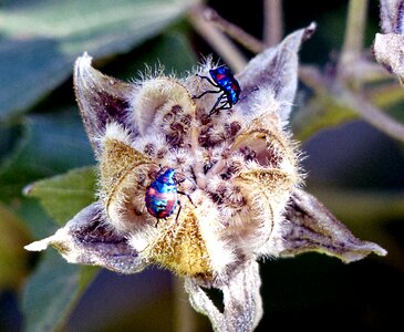 Insects close-up photo