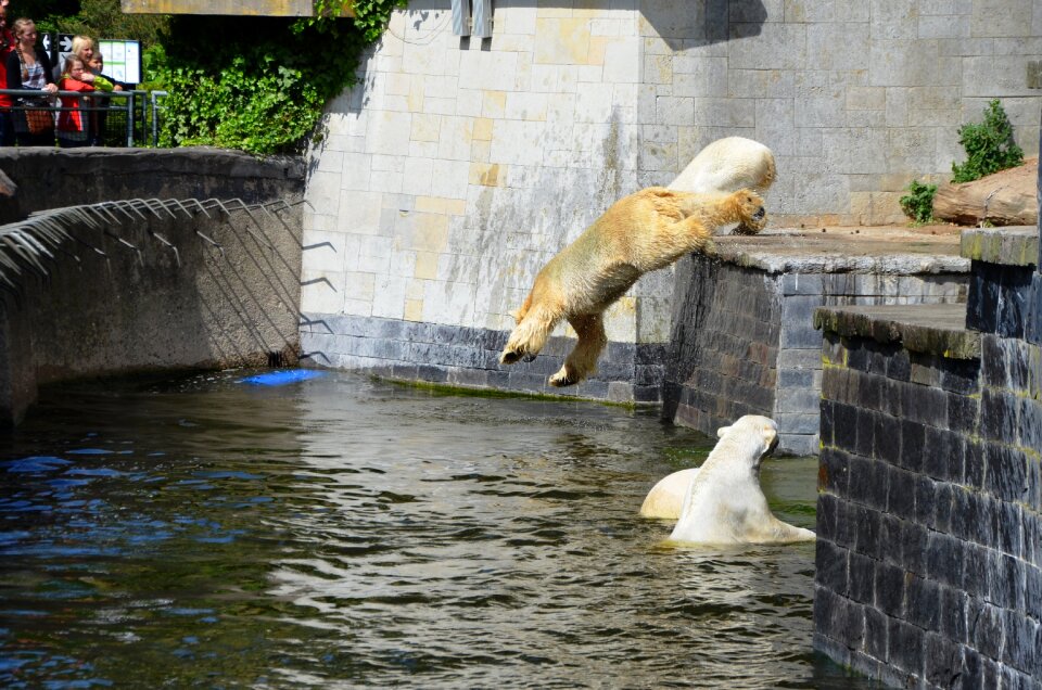 Water ursus maritimus predator kind