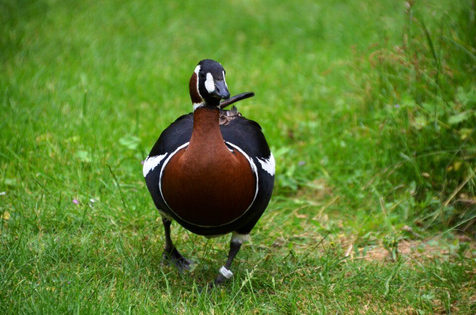 Animal duck fauna