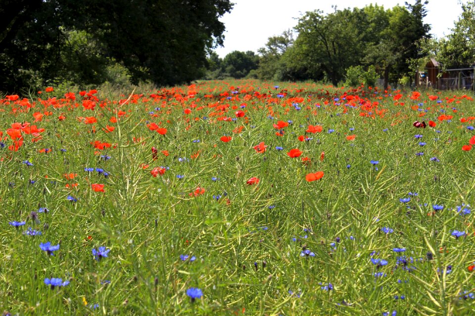 Meadow red flowers field