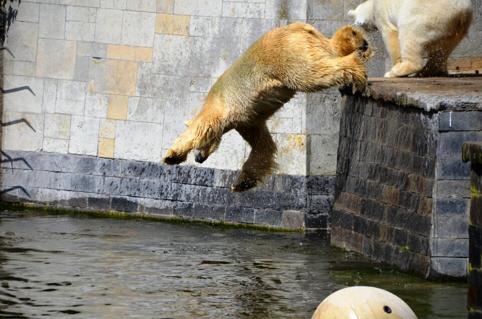 Water ursus maritimus predator kind