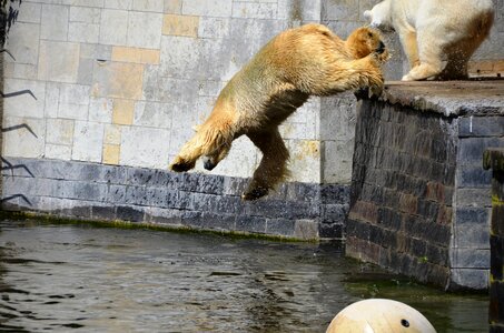 Water ursus maritimus predator kind