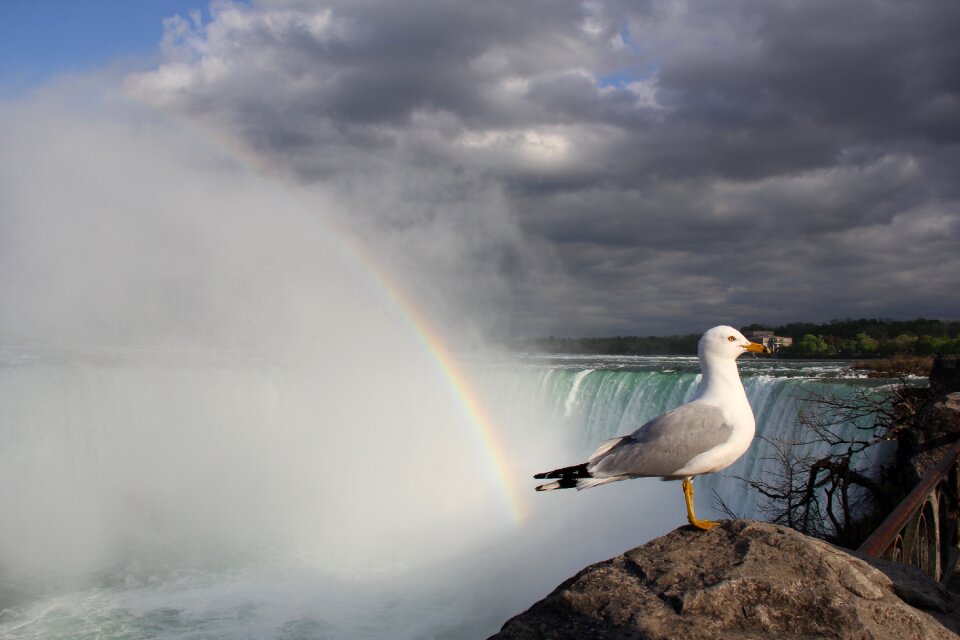 Rainbow seagull niagara
