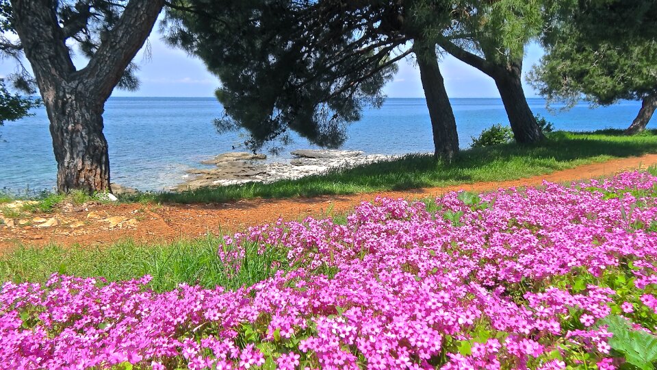 Adriatic sea croatia flower photo