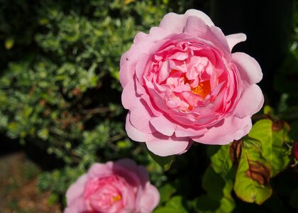 Flower roses beautiful