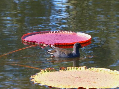 Water lily aquatic plants