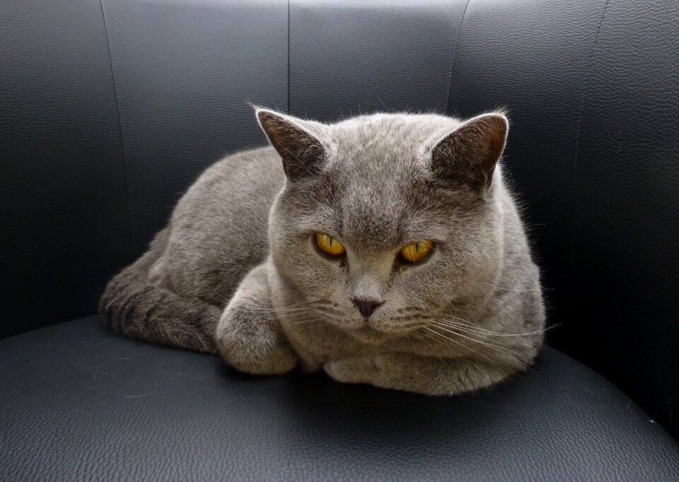 Lurking attention eyes