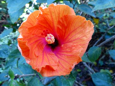 Hibiscus orange