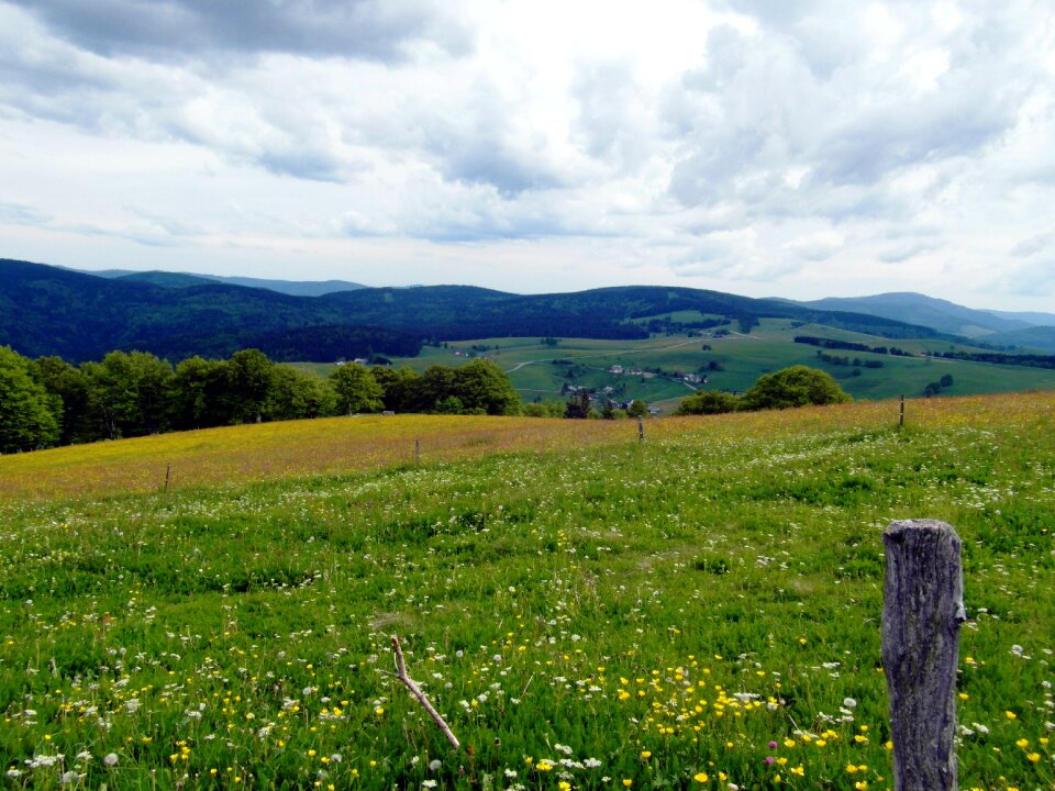 Flowers black forest sky