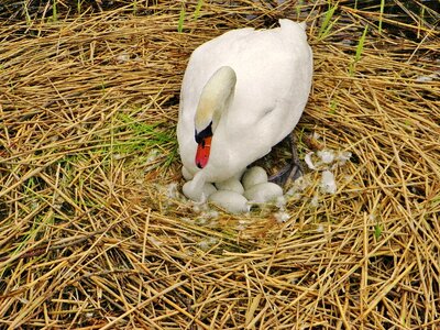 Swan eggs egg hatch