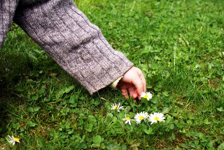 Child's hand pick flowers daisy