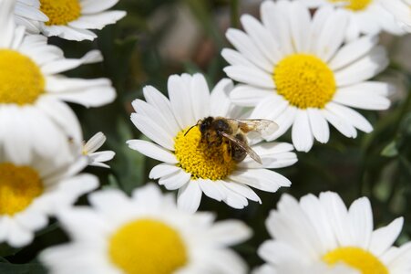 Close up marguerite pollination