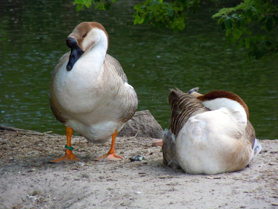 Poultry ducks waterfowl