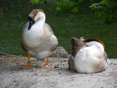 Poultry ducks waterfowl