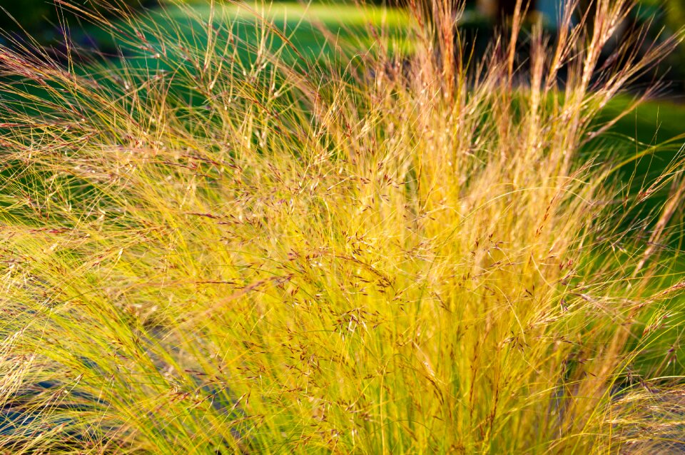 Halme girl hair blades of grass