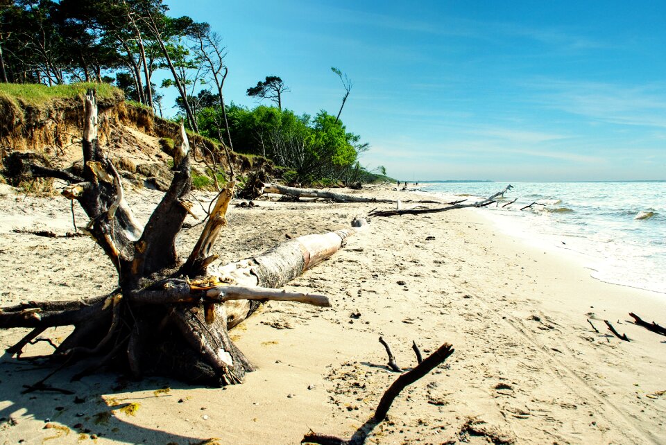 Beach tree break wild