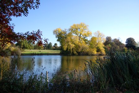 Trees bulrushes peaceful