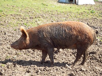 Rural farm animal