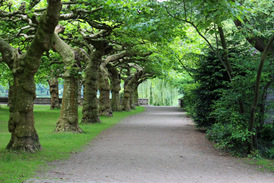 Away by trees limited sidewalk