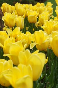 Tulip spring flowers yellow spring photo