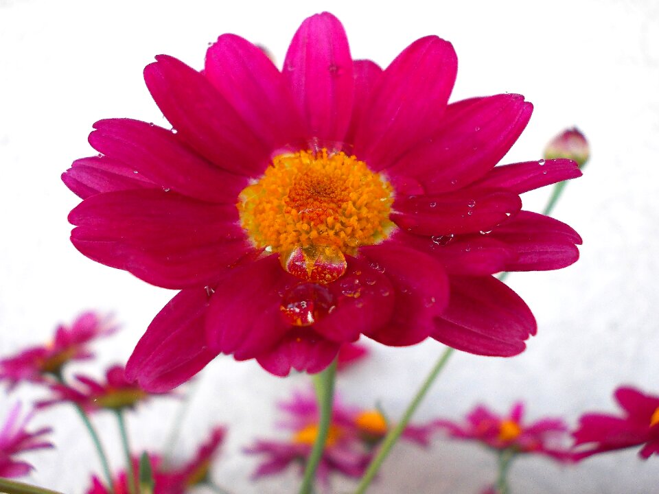Bloom pink flower pink
